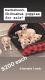 Chihuahua Puppies for sale in North Hollywood, Los Angeles, CA, USA. price: $200