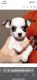 Chihuahua Puppies for sale in Washington, DC, USA. price: $1,000