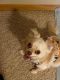 Chihuahua Puppies for sale in St Paul, MN 55129, USA. price: $300