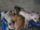 Chihuahua Puppies for sale in Thornton, CO, USA. price: $1