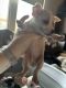Chihuahua Puppies for sale in Newark, DE, USA. price: $200