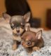 Chihuahua Puppies for sale in Pearland, TX 77584, USA. price: $690