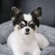 Chihuahua Puppies for sale in Pearland, TX 77584, USA. price: $719