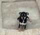 Chihuahua Puppies for sale in Downey, CA, USA. price: $100