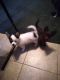 Chihuahua Puppies for sale in Marietta, OH 45750, USA. price: $500