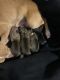 Chihuahua Puppies for sale in Cincinnati, OH, USA. price: $350