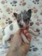 Chihuahua Puppies for sale in Lakeland, FL, USA. price: $1,200