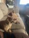 Chihuahua Puppies for sale in Amarillo, Texas. price: NA