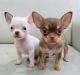 Chihuahua Puppies for sale in Chicago, Illinois. price: $400