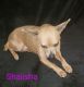 Chihuahua Puppies for sale in Mulga Rd, Wellston, OH 45692, USA. price: $400