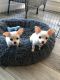 Chihuahua Puppies for sale in Dayton, Ohio. price: $600