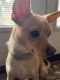 Chihuahua Puppies for sale in Bethlehem, Pennsylvania. price: $2,000