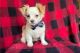 Chihuahua Puppies for sale in Baytown, Texas. price: $600