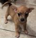 Chihuahua Puppies for sale in Shippensburg, Pennsylvania. price: $1,200