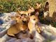 Chihuahua Puppies for sale in Philadelphia, Pennsylvania. price: $500