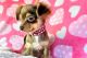 Chihuahua Puppies for sale in Tallahassee, Florida. price: $600