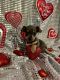 Chihuahua Puppies for sale in San Antonio, TX, USA. price: $475