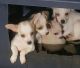 Chihuahua Puppies for sale in Hialeah, Florida. price: $450