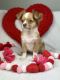 Chihuahua Puppies for sale in Beaumont, Texas. price: $2,000