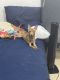 Chihuahua Puppies for sale in Homestead, Florida. price: $150