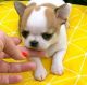 Chihuahua Puppies for sale in Cleveland, Ohio. price: $400