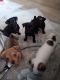 Chihuahua Puppies for sale in Robstown, Texas. price: $60