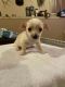 Chihuahua Puppies for sale in Billings, Montana. price: $1,000