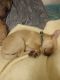 Chihuahua Puppies for sale in Salem, Oregon. price: $800