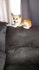 Chihuahua Puppies for sale in Portage, Indiana. price: $400