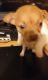 Chihuahua Puppies for sale in Kittanning, PA 16201, USA. price: $300