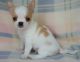 Chihuahua Puppies for sale in Balfour, ND 58712, USA. price: NA