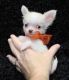 Chihuahua Puppies for sale in Fargo, ND, USA. price: NA