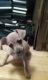 Chihuahua Puppies for sale in Kittanning, PA 16201, USA. price: $200