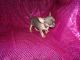 Chihuahua Puppies for sale in Altamonte Springs, FL 32701, USA. price: NA
