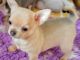Chihuahua Puppies for sale in FL-436, Casselberry, FL, USA. price: NA