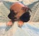Chihuahua Puppies for sale in Kempner, TX 76539, USA. price: NA