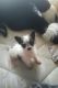 Chihuahua Puppies for sale in Kittanning, PA 16201, USA. price: $300