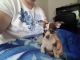 Chihuahua Puppies for sale in Worthington, PA 16262, USA. price: $450
