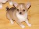 Chihuahua Puppies for sale in FL-436, Casselberry, FL, USA. price: NA
