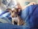 Chihuahua Puppies for sale in Worthington, PA 16262, USA. price: $400