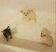 Chihuahua Puppies for sale in Kittanning, PA 16201, USA. price: $450
