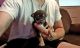 Chihuahua Puppies for sale in Kittanning, PA 16201, USA. price: $450