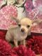 Chihuahua Puppies for sale in 813 FL-436, Altamonte Springs, FL 32714, USA. price: NA