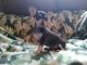 Chihuahua Puppies for sale in Bushnell, FL 33513, USA. price: $300