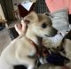 Chihuahua Puppies for sale in Charlotte County, FL, USA. price: NA