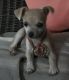 Chihuahua Puppies for sale in Charlotte County, FL, USA. price: NA