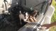 Chihuahua Puppies for sale in Stuart, FL 34996, USA. price: NA