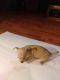 Chihuahua Puppies for sale in Hawthorne, FL 32640, USA. price: NA