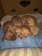 Chihuahua Puppies for sale in McKeesport, PA, USA. price: $450