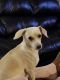 Chihuahua Puppies for sale in Crawfordville, FL 32327, USA. price: NA